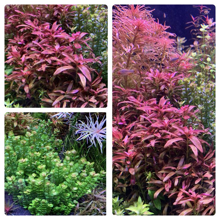 Акваріумні рослини