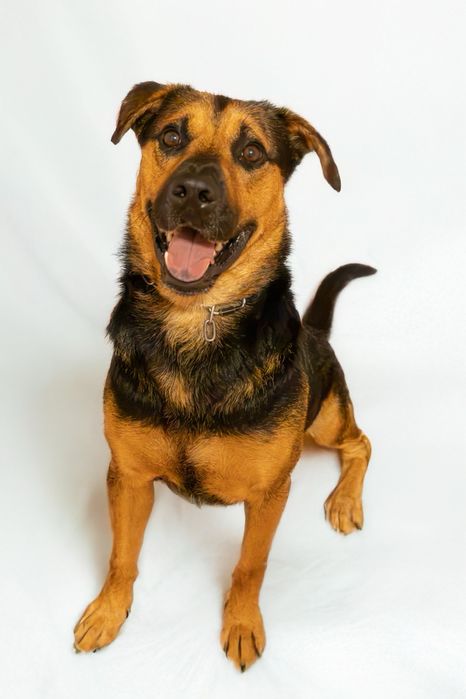 Cão para adoção responsável
