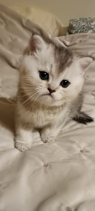 British Shorthair silver