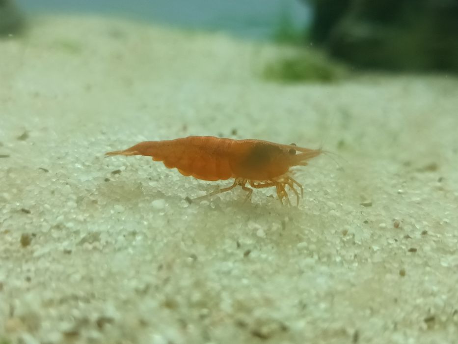 Camarões Red Cherry Shrimp