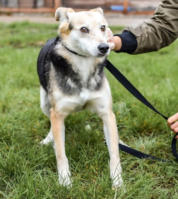 Felix - spokojny pies do adopcji, wrażliwy, zgodny z psami