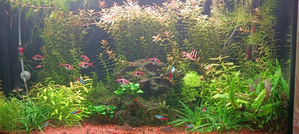 Акваріум в комплекті з обладнанням