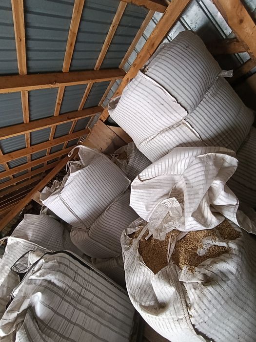 Witam sprzedam  owies