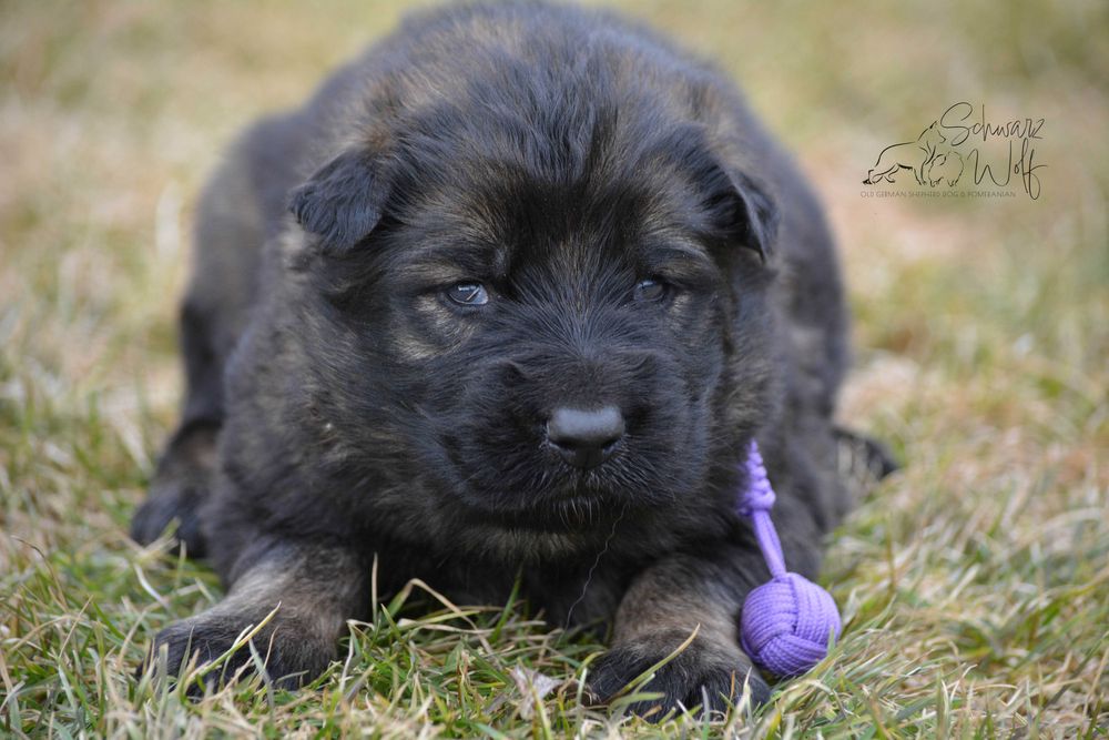 Owczarek staroniemiecki dziewczynka wilczasta
