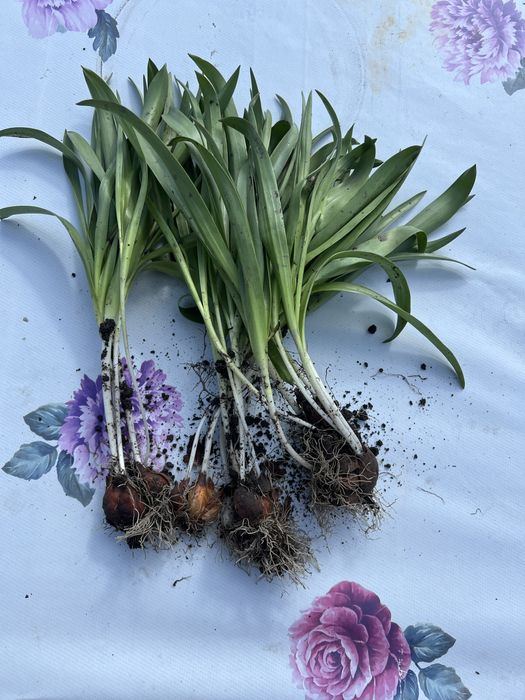 Тюльпан батанічний