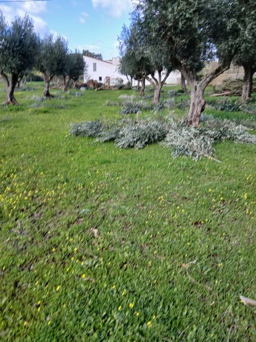 Serviços de limpezas de terrenos