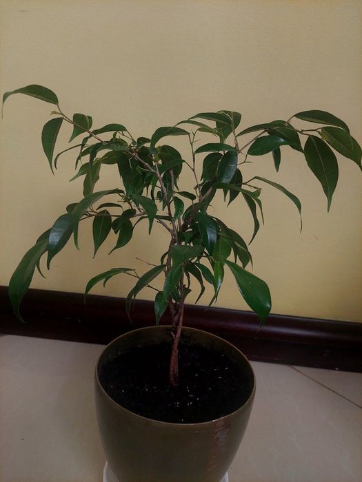 Фікус бенджаміна