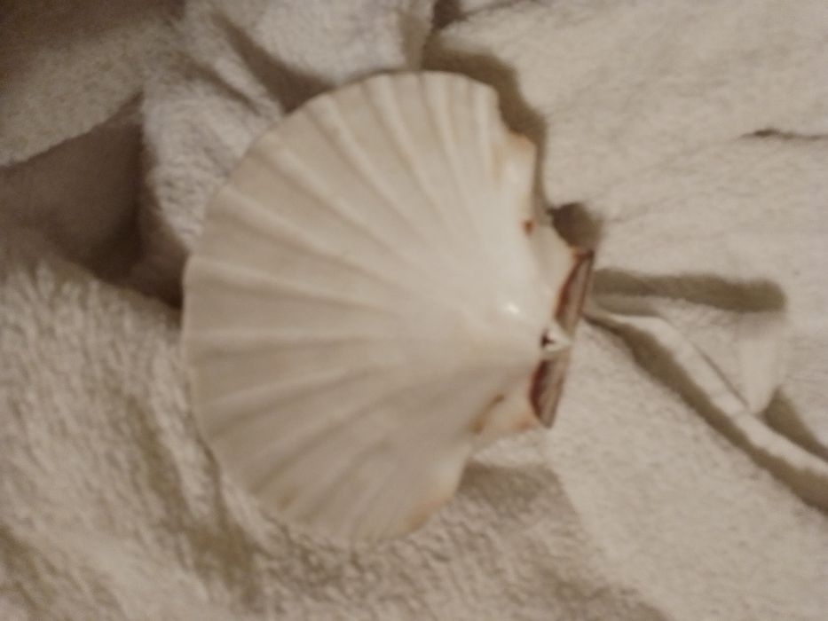 Kispo de Senhora L quentinho C/capuz o Branquinho10E-Concha-2E Desde2E