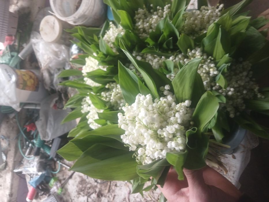 Конвалії ландиші ОПТ 50гр шт