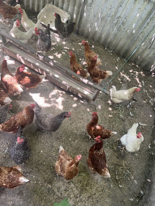 Продам 10 белых кур несушек