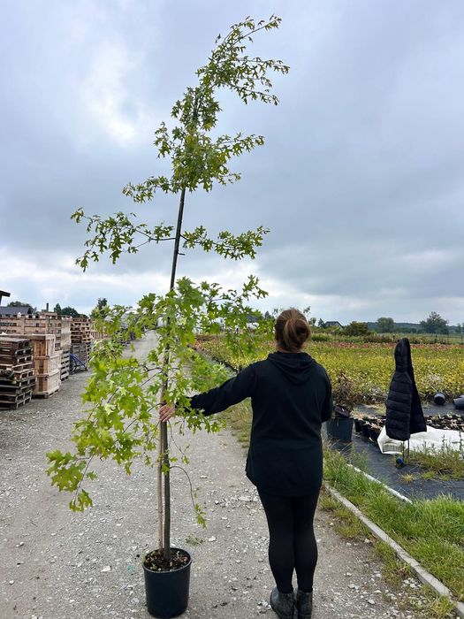 Dąb błotny /drzewa alejowe/