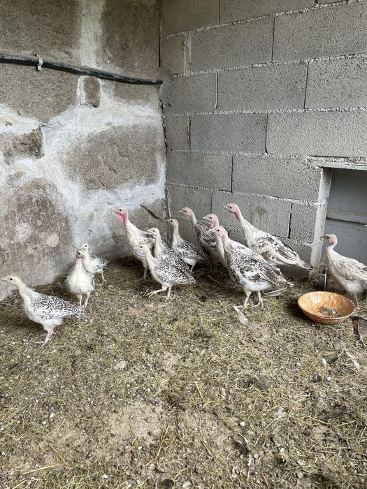 Perus de varias idades