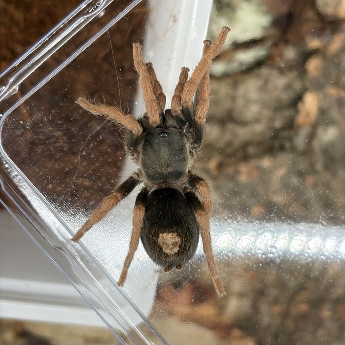 Pająk ptasznik Kochiana brunnipes samica