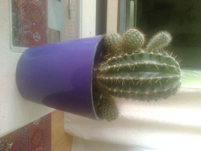 Кактусы новых горшках