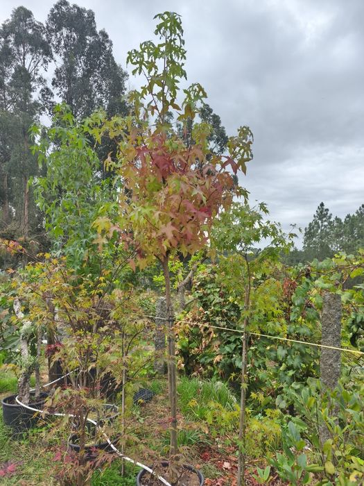 Liquidambar Styraciflua