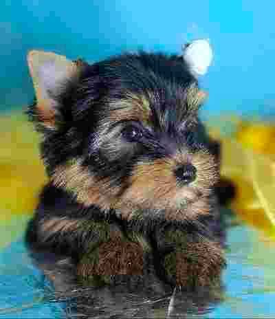 Цуценята йоркширського терьера