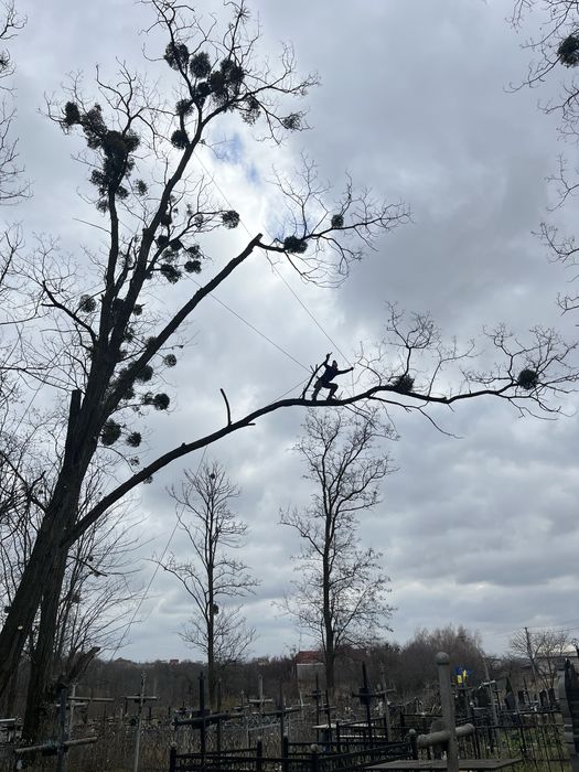 Спиляти дерево Київ / Складні роботи біля будинків і проводів / ветка упала / дерево после ветра