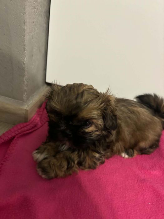 Suczka shih-tzu...
