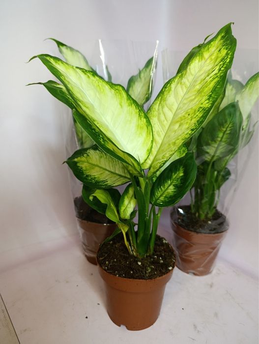 Заміокулькас,дифенбахія,лавр