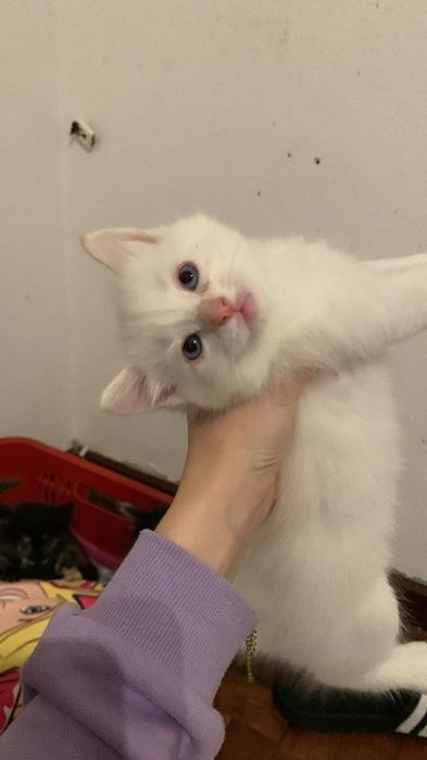 Gatinhos para adocao
