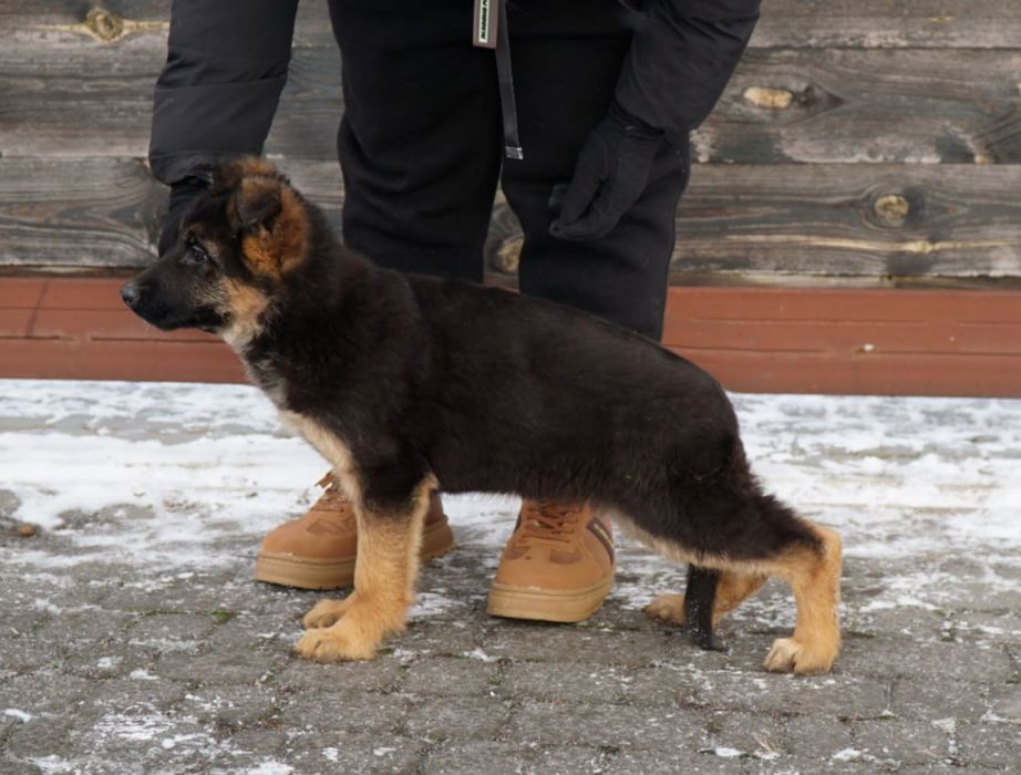 Дівчата німецької вівчарки чепрачного забарвлення.