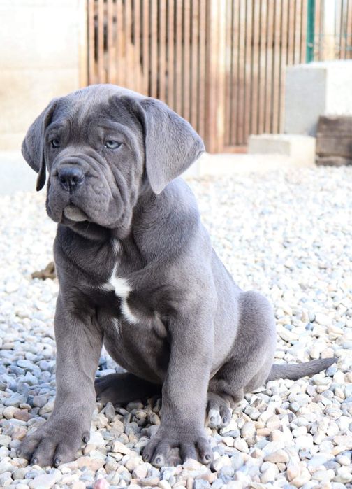 Кане Корсо-нащадки Чемпіонів світу