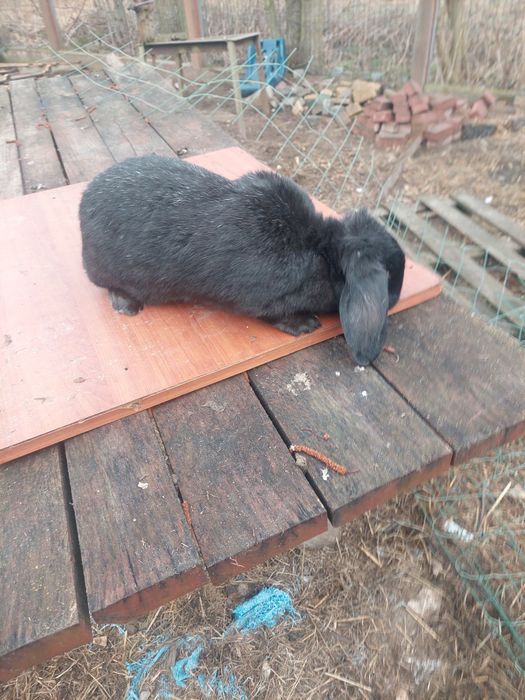 Królik Baran Francuski samica