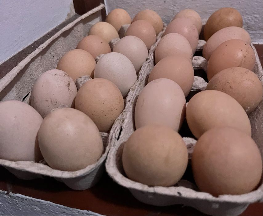 Ovos de cor e tamanho variado