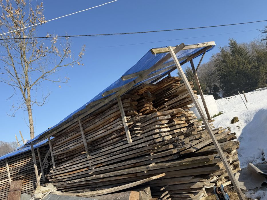 Foszty dębowe 3letnie