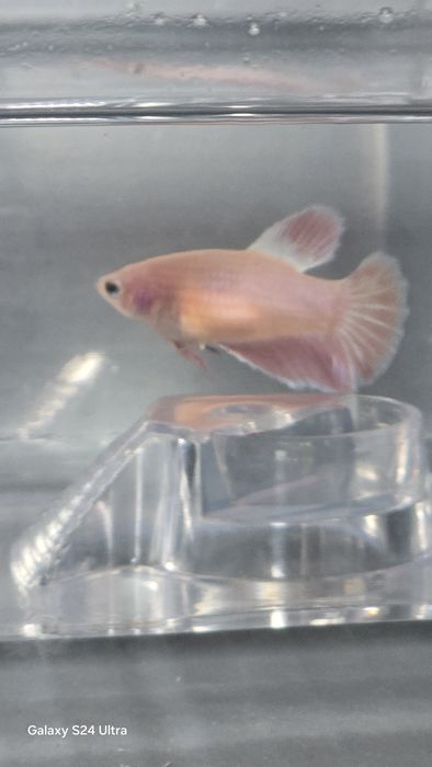 Tenho varios peixes bettas varias cores  com muita qualidade..