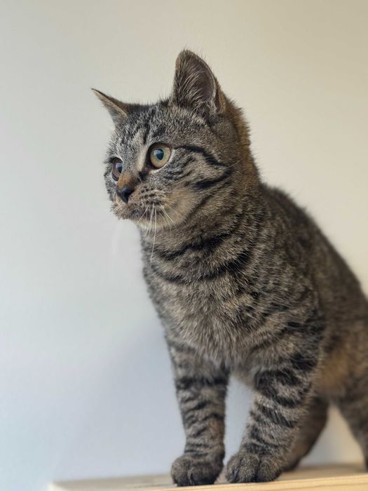 Gron - energiczny i przytulaśny kot szuka domu tymczasowego!