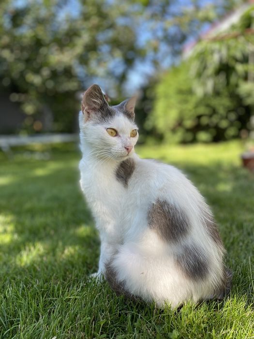 Кішка та її кошеня шукають люблячих господарів