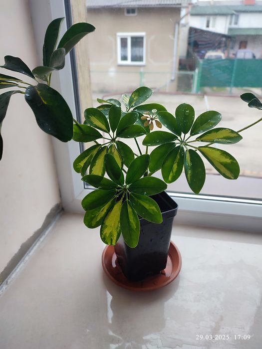 Шеффлера  кімнатна