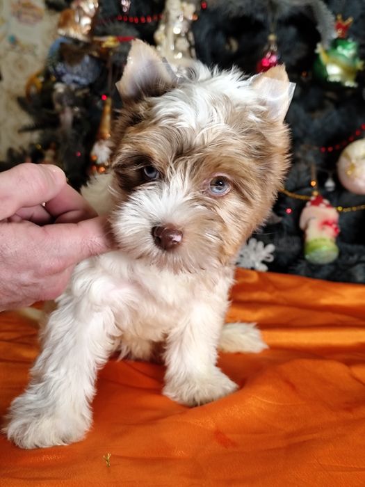 Блакитноока блондинка йорк