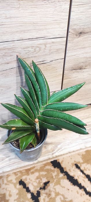 Sanseveria samurai XXL