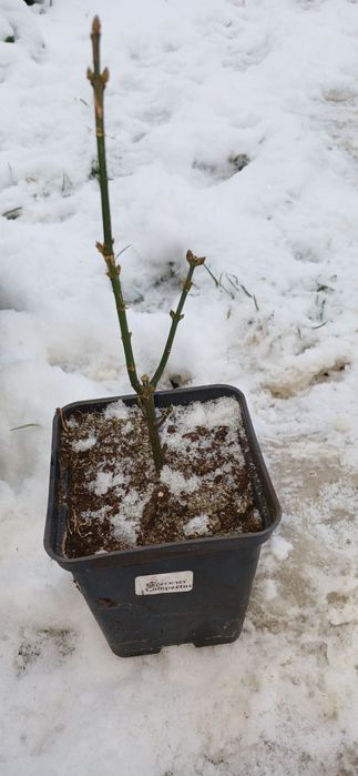 Бересклет крилатий