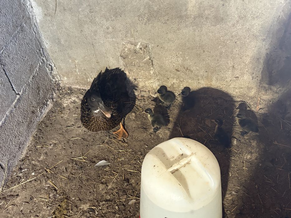 Ninhada de patos reais