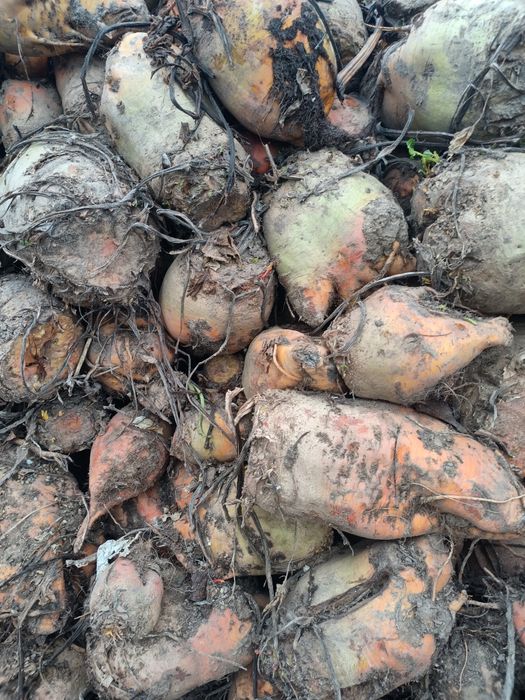 Buraki pastewne 2025