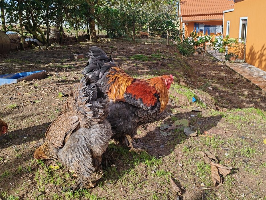 Galo Brahma perdiz azul dourado