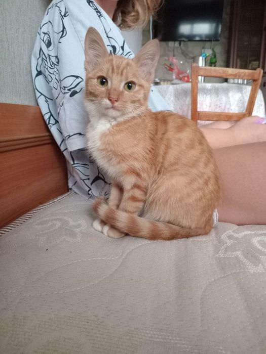 Вiддамо симпатичного котика