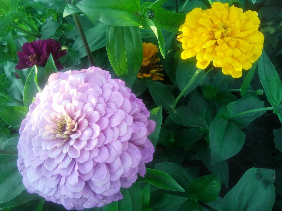 Циннія, айстра, чорнобривці мікс насіння