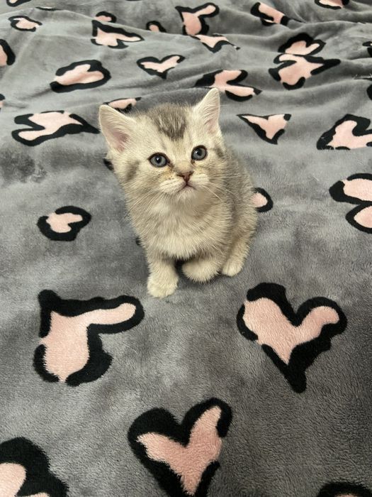 Британське кошеня