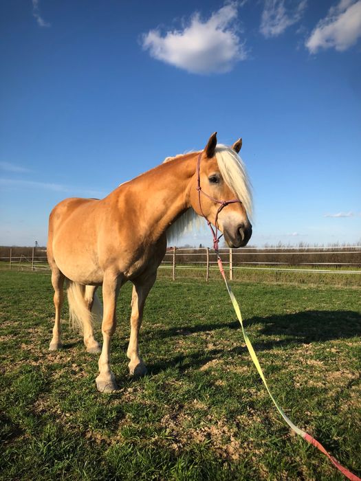 Piękna Klacz HAFLINGER