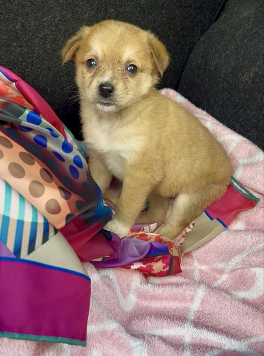 Цуценятка безкоштовно у відповідальні руки