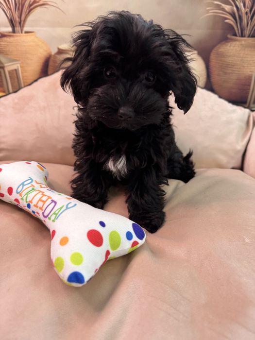 Yorkiepoo suczka. York& pudel toy