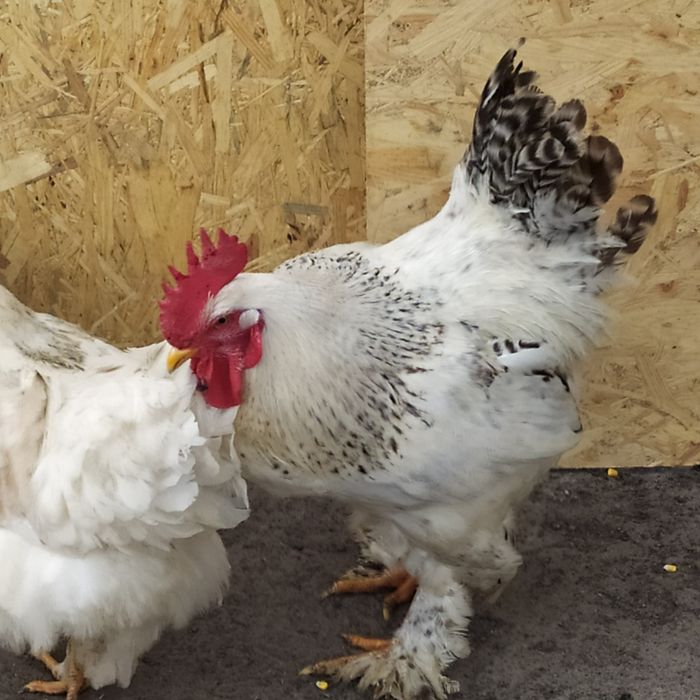 Кохинкины крупной породы инкуб.яйцо