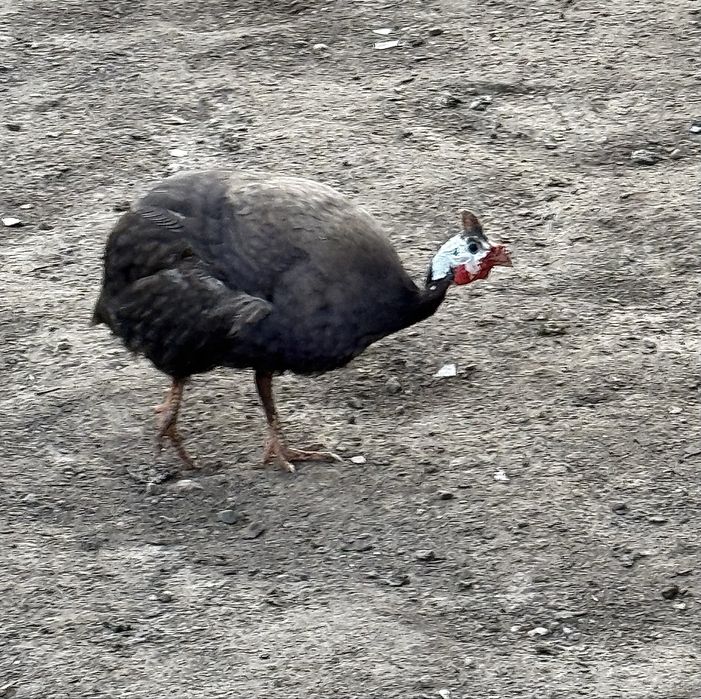 Jajka perlicze lęgowe, wysyłka