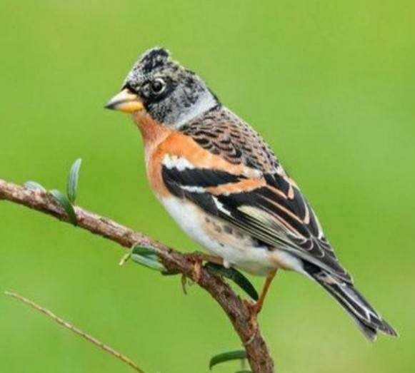 Varias aves de fauna 2025/2026
