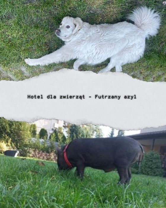 Hotel dla zwierząt Opieka nad psem kotem