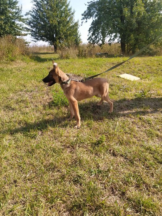 Продаж щенят та підростків бельгійської та голландської вівчарки.